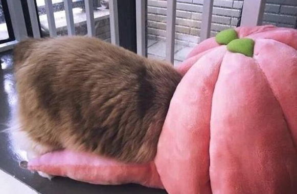 猫咪看到了自己的新窝，激动地蹦了上去，露出来的小脚丫很可爱 