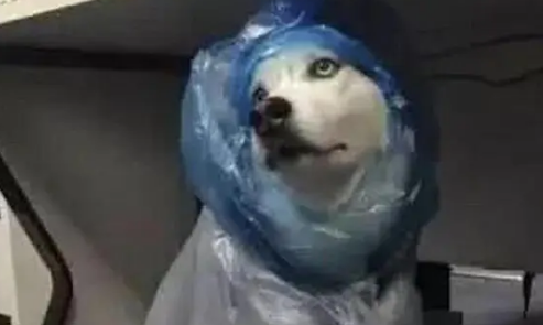 主人给哈士奇做了一件雨衣，结果二哈却嫌丑，一脸嫌弃