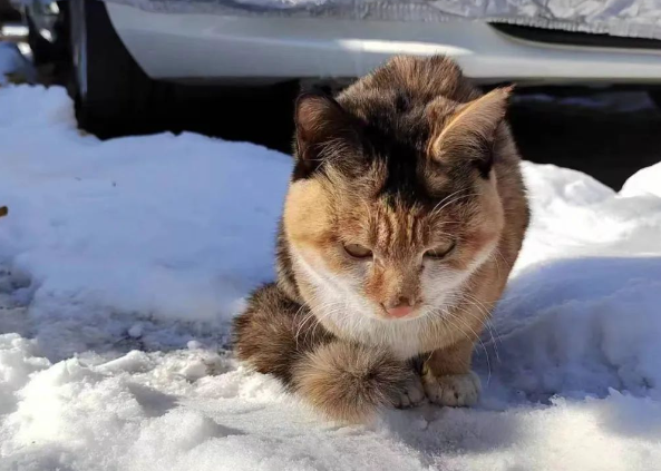 校园流浪猫被粘鼠板粘住，获救后又发现腿里有节断骨，学生们做法太暖！