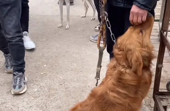 金毛犬讨好主人，希望别卖它，见同类被抓到狗肉车，直发抖