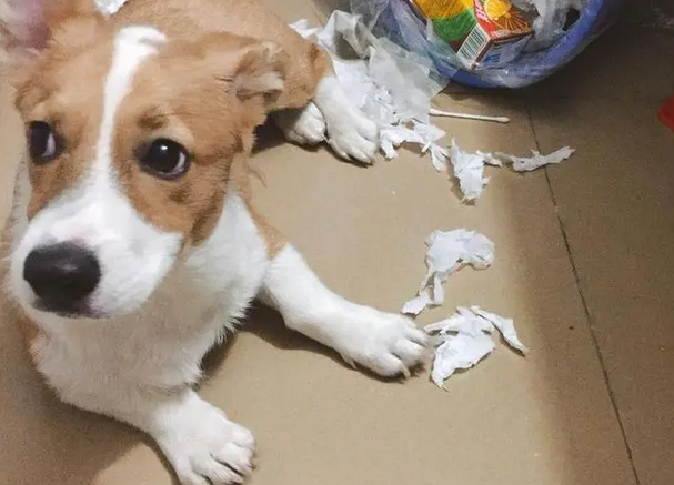 狗狗拆家之后是真的愧疚，还是宠主自作多情？
