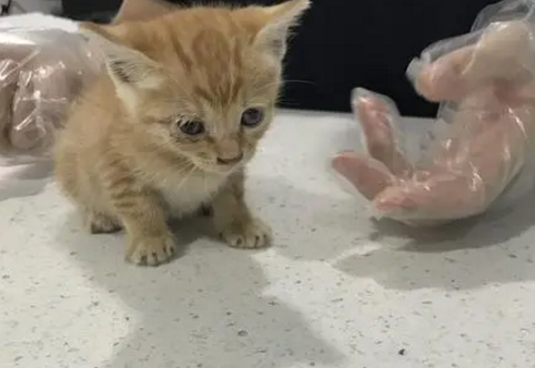 收养了一只流浪橘猫，遭父亲强烈反对，一个月后：这还是我爹吗？