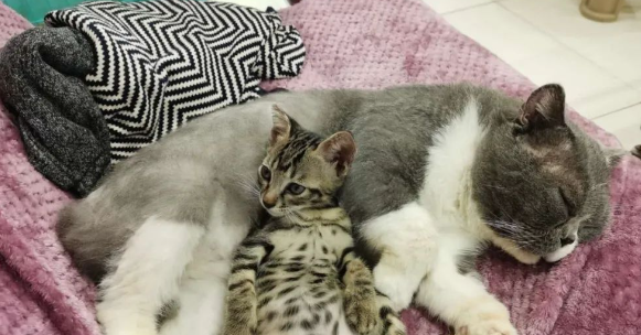 流浪猫窝在楼道鞋架两天，救出后发现竟是一只折耳英短！