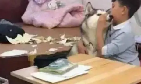 哈士奇见小主人写作业不理自己，于是竟然这样做，真让人哭笑不得