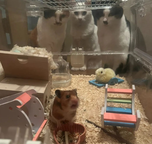 小仓鼠被三只猫咪紧盯，压迫感扑面而来，仓鼠：这是要吓鼠我...