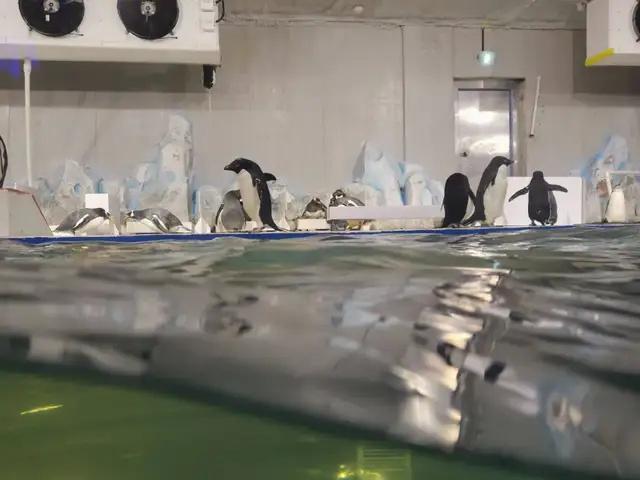 网红餐厅老板突然跑路 员工申请执行6只企鹅