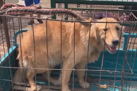 狗市中金毛犬直打哆嗦，270被送上狗肉车，狗狗全程夹着尾巴 