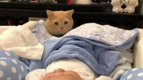 女主人生完宝宝回家，橘猫好奇紧盯宝宝看