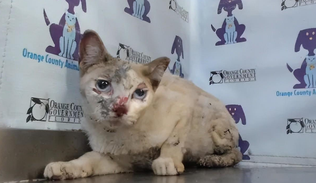 漂亮布偶猫在大火中幸运存活，但浑身被烧伤，还找不到主人...