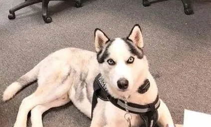 这只二哈走上了人生的巅峰，摇身一变成为了一只警犬