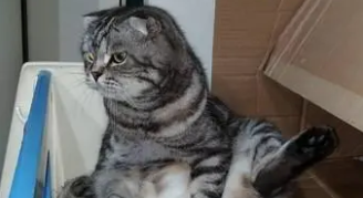网友看见折耳猫坐在马路中间，一开始觉得很萌，得知真相后痛心
