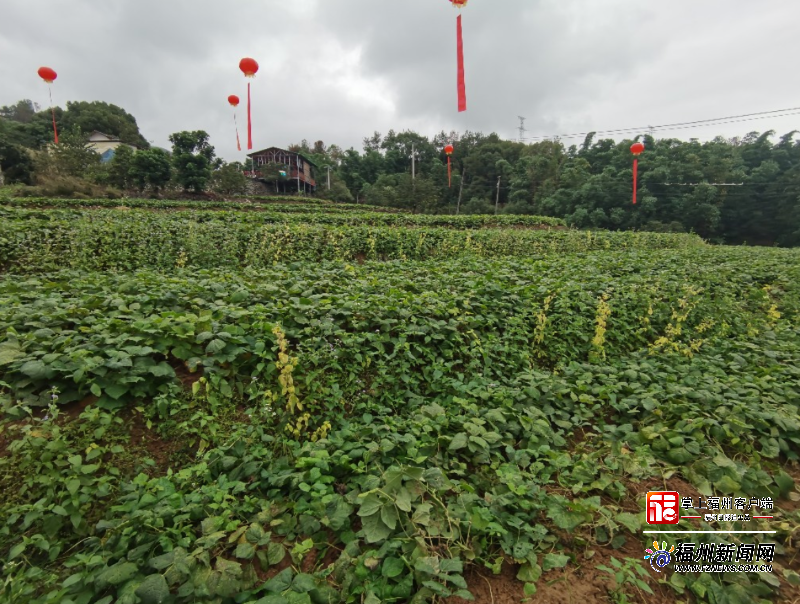 闽侯小箬乡大坂村30亩白地瓜进入丰收期