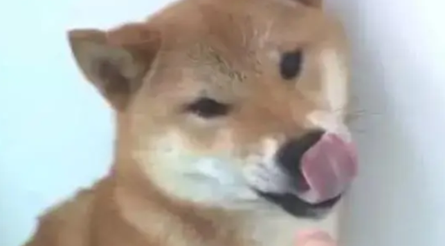 柴犬对铲屎官龇牙咧嘴，主人反手就是一巴掌