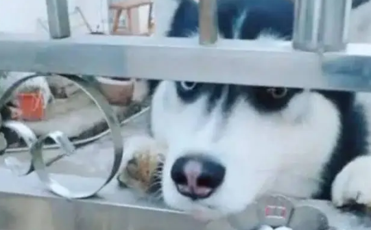 门上挂着内有恶犬的牌子，结果一看竟然是哈士奇，瞬间笑喷