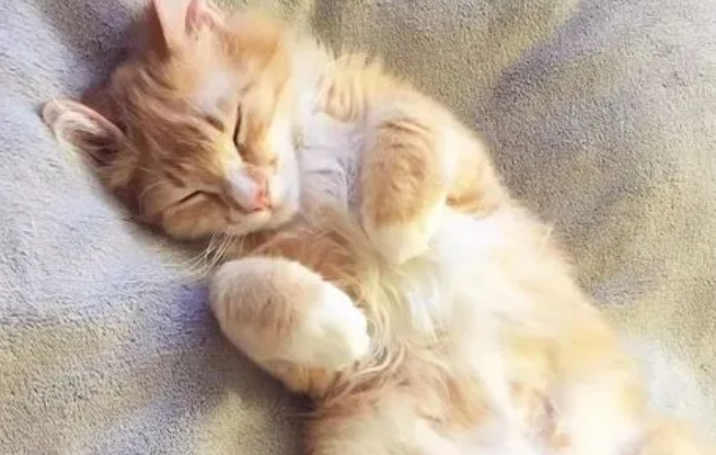 橘猫很暖心，没吃的就憋屈的坐在床头，也不忍心叫主人起床