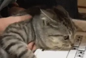 网友的键盘被扣坏了，他把猫咪抓过来询问，结果大花猫哭了…… 