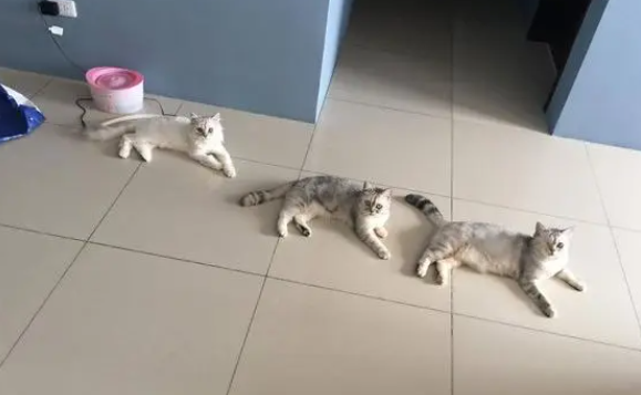 众喵打架我独醒，淡定喵放空思考猫生：别打扰我