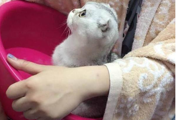 猫咪看到了自己的新窝，激动地蹦了上去，露出来的小脚丫很可爱 