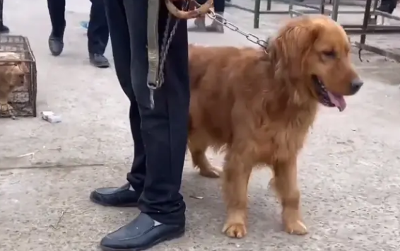 金毛犬讨好主人，希望别卖它，见同类被抓到狗肉车，直发抖