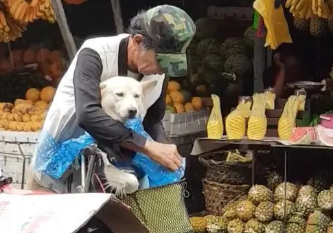 爷爷浑身湿透为爱犬穿雨衣戴草帽，有爱画面却让人莫名心酸…… 