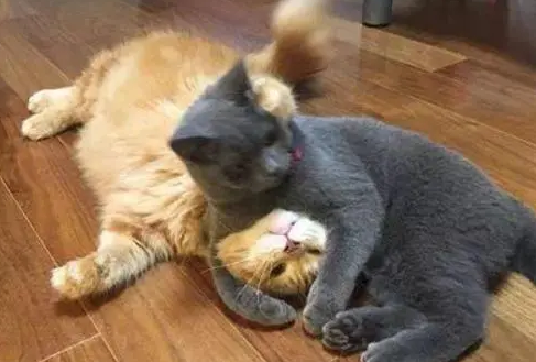 橘猫在地上装死，蓝猫对着主人喵喵直叫，这是要整一出大戏的节奏 