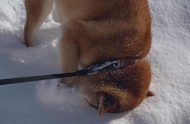 出门遛狗，柴犬突然把脸埋进雪里，网友：它一定是南方狗！