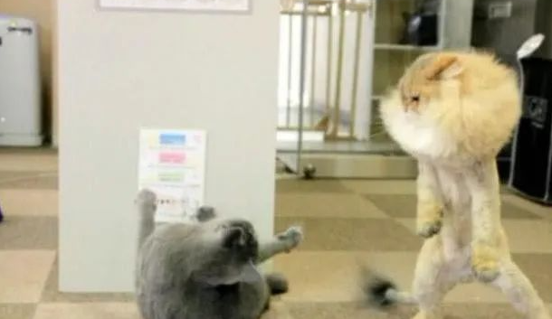 猫咪因掉毛严重被主人剃毛，英短实力嘲讽，结果两只猫咪天天打架