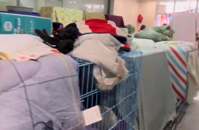 一辆运猫车在杭州被拦截，950余只猫已转运至宠物医院救助