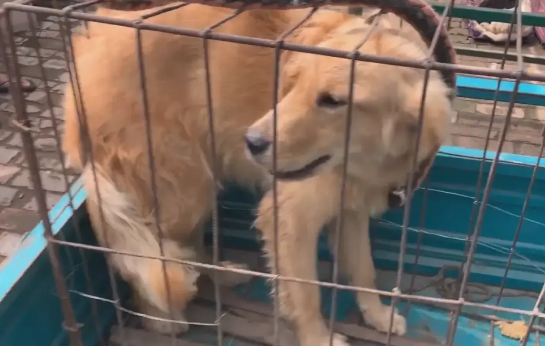 狗市中金毛犬直打哆嗦，270被送上狗肉车，狗狗全程夹着尾巴 
