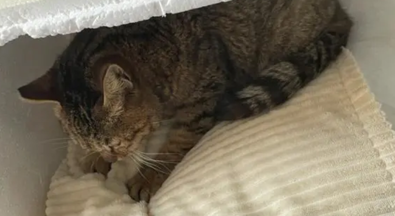 宝宝和猫咪被关在屋里，宝宝打不开门，猫咪是这样做的