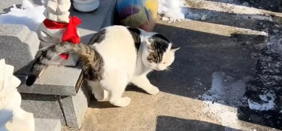 墓园流浪猫吃贡品生活养得肥硕，网友：变成鬼我也要上来撸它两下