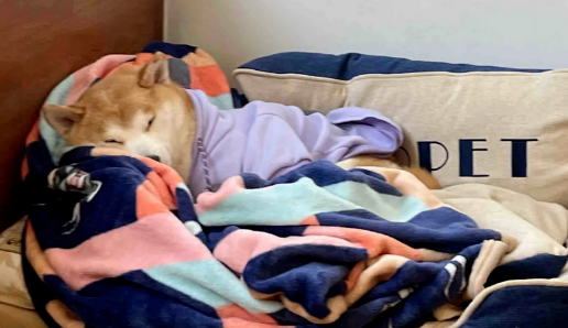网友凌晨回家，发现门口有一只小柴犬守候，狗子：终于有人回来了，都等一晚上了！