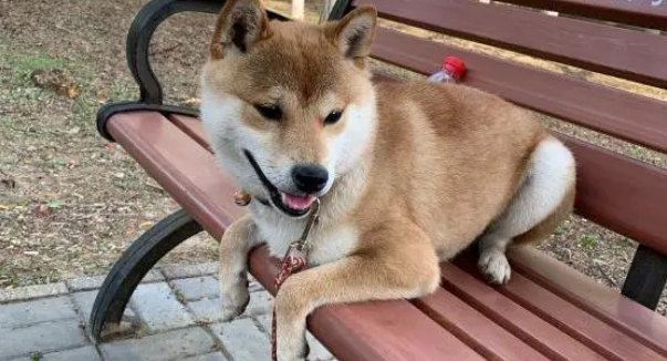 柴犬玩累了正在长椅上休息，主人非要带它走，直接拉了下来