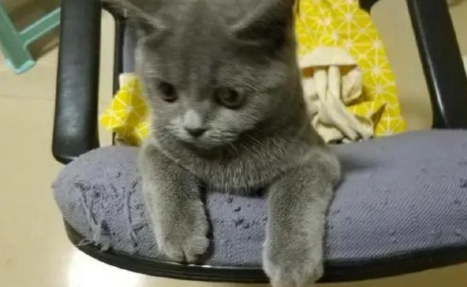 庆幸自己捡了一只免费蓝猫，后来却没有让我真的得了便宜！