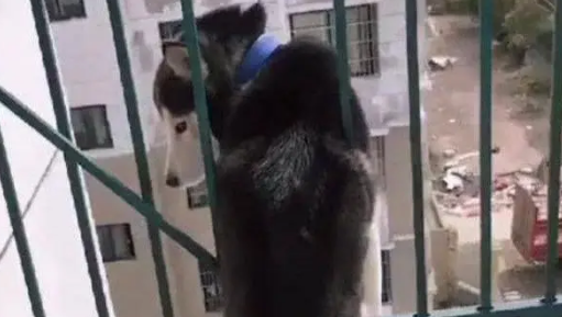 哈士奇被罚在阳台面壁思过，结果二哈的举动，吓懵主人