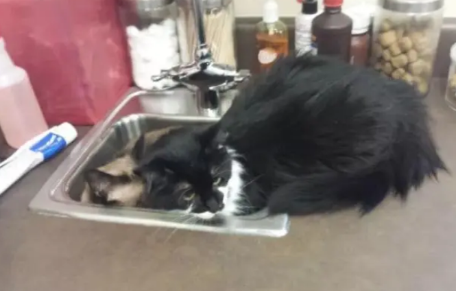 2只猫咪害怕打针，见到医生就躲水槽，争相挤进去的模样太可爱了