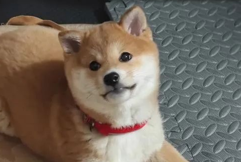 网友凌晨回家，发现门口有一只小柴犬守候，狗子：终于有人回来了，都等一晚上了！