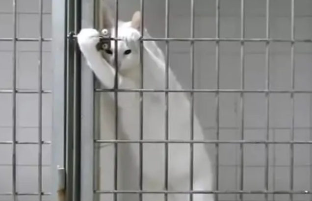 猫咪被主人罚禁闭，大胆“越狱”，翅膀长硬了