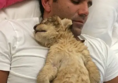 你见过比猫咪还粘人的“大猫”吗？网友：你们猛兽的尊严呢？ 
