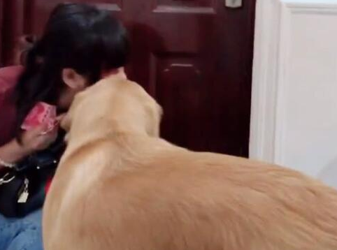 女主人要上班，金毛狗狗不让，金毛：不要上班了，以后我养你 