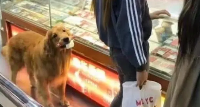 金毛在小卖部买东西后，自觉排队付账