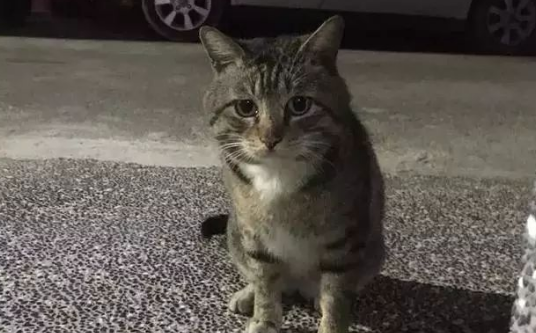 受伤流浪小猫重获新生，人宠和谐相处的重要性