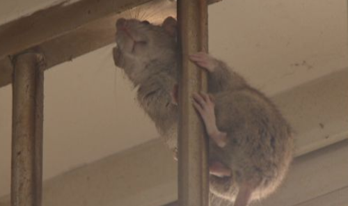 鹰、蛇、老鼠、蚂蚁……你让胆小的松鸡怎么防？