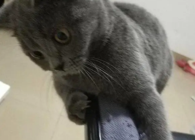 庆幸自己捡了一只免费蓝猫，后来却没有让我真的得了便宜！