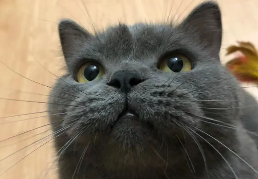 网友用猫毛做了一串项链给猫咪，没想到这货嫌弃极了：“什么玩意！”