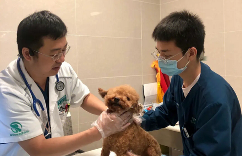 膝下三子女 老人却改遗嘱将三套房捐宠物医院 律师：不尽扶养无权分得遗产