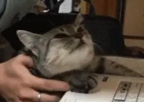 网友的键盘被扣坏了，他把猫咪抓过来询问，结果大花猫哭了…… 