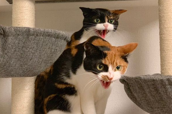 主人一打开吸尘器，两只萌猫秒变脸：快给我们关掉！