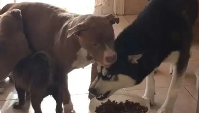 比特犬为二哈生了一窝娃，看到狗崽们的长相后。。。