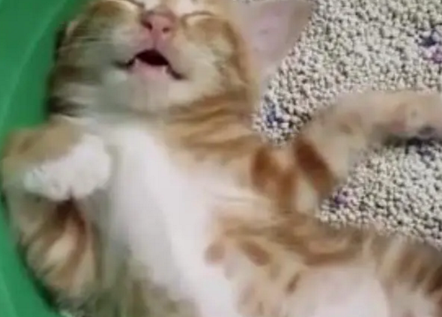 以前听说猫咪都很爱干净，但养了猫咪后，完全看不出爱干净的样子
